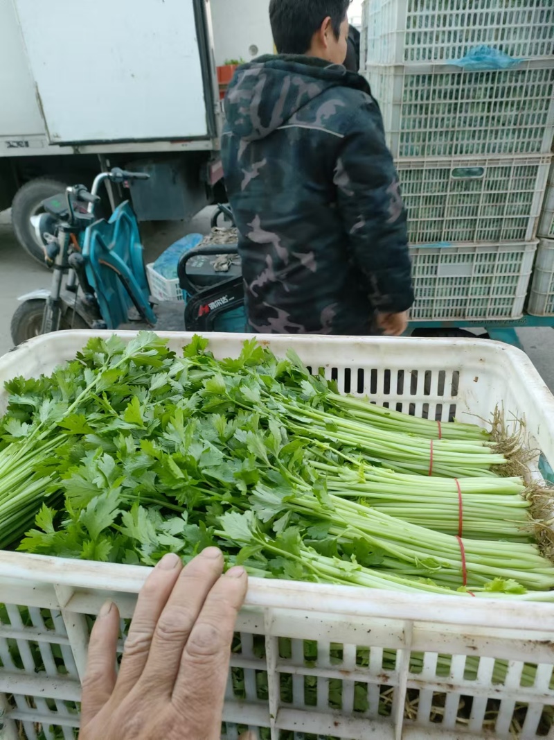 精品芹菜产地直发量大质优可视频看货