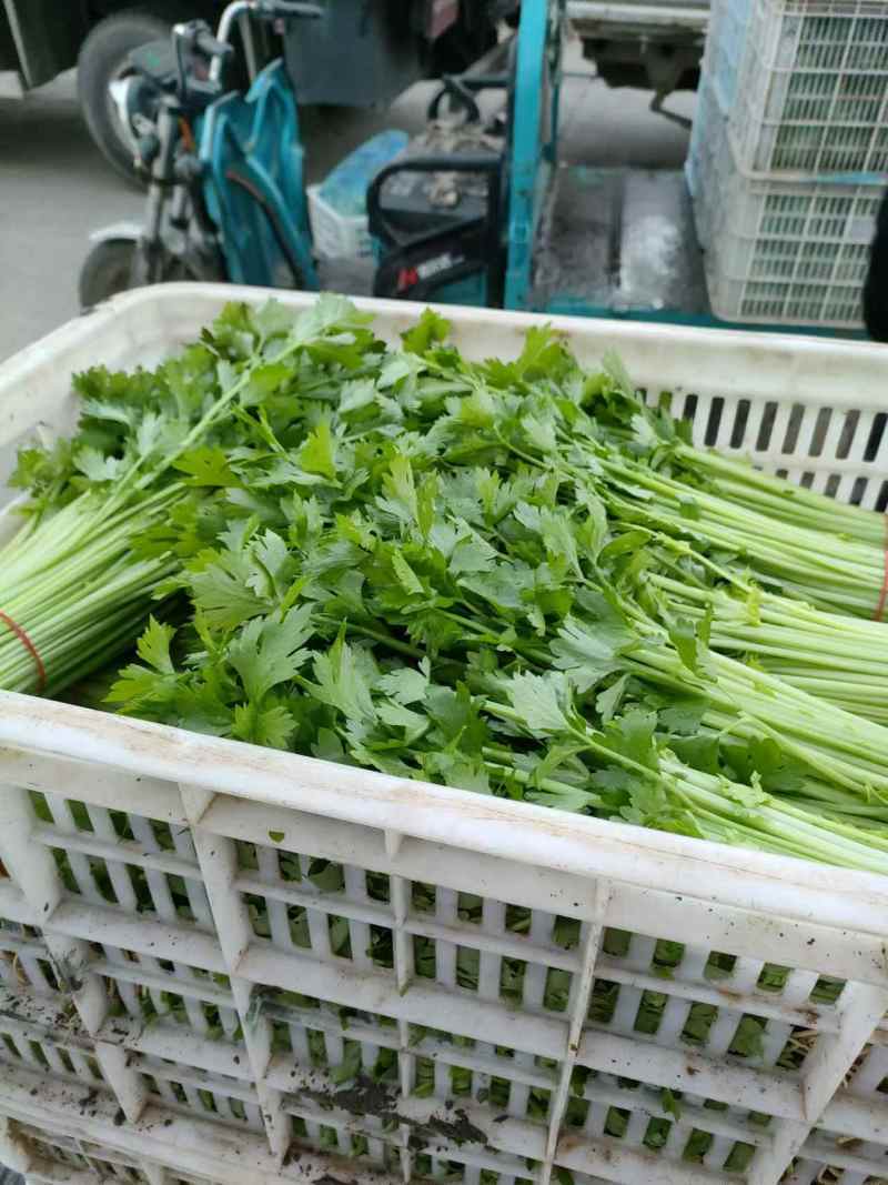 精品芹菜产地直发量大质优可视频看货