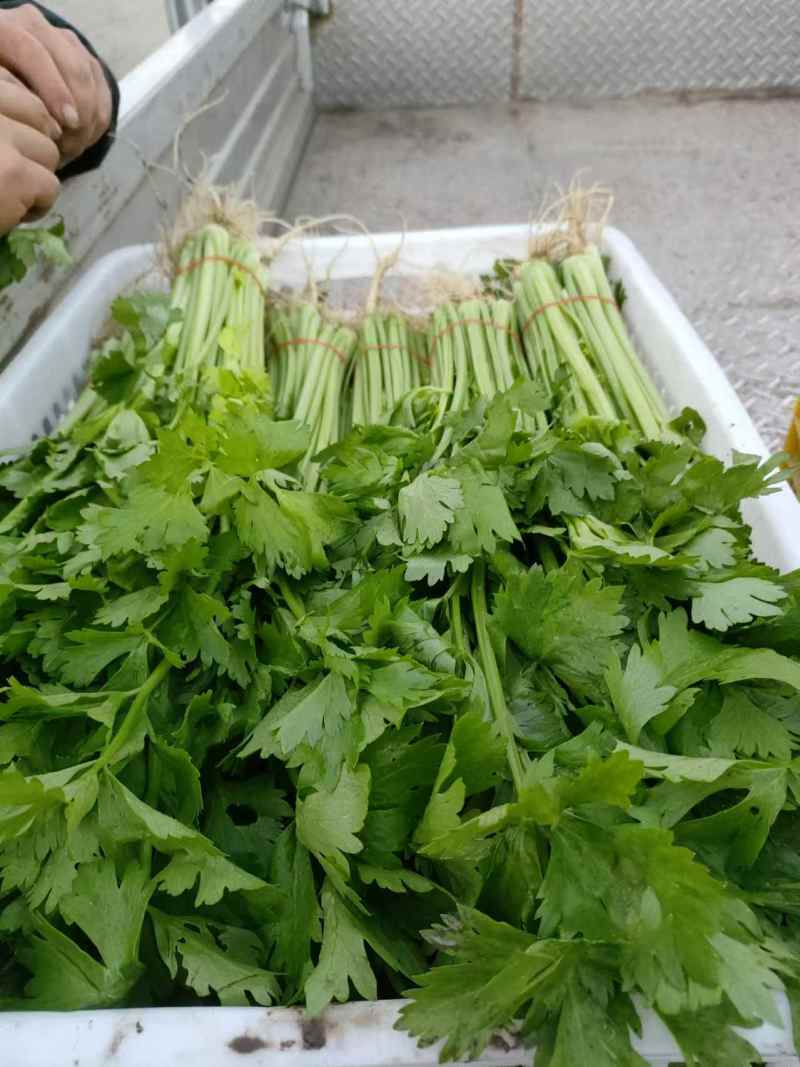 精品芹菜产地直发量大质优可视频看货