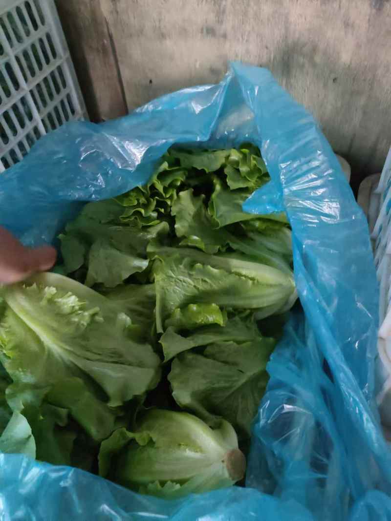 精品生菜一手货源产地直发量大质优可视频看货欢迎咨询