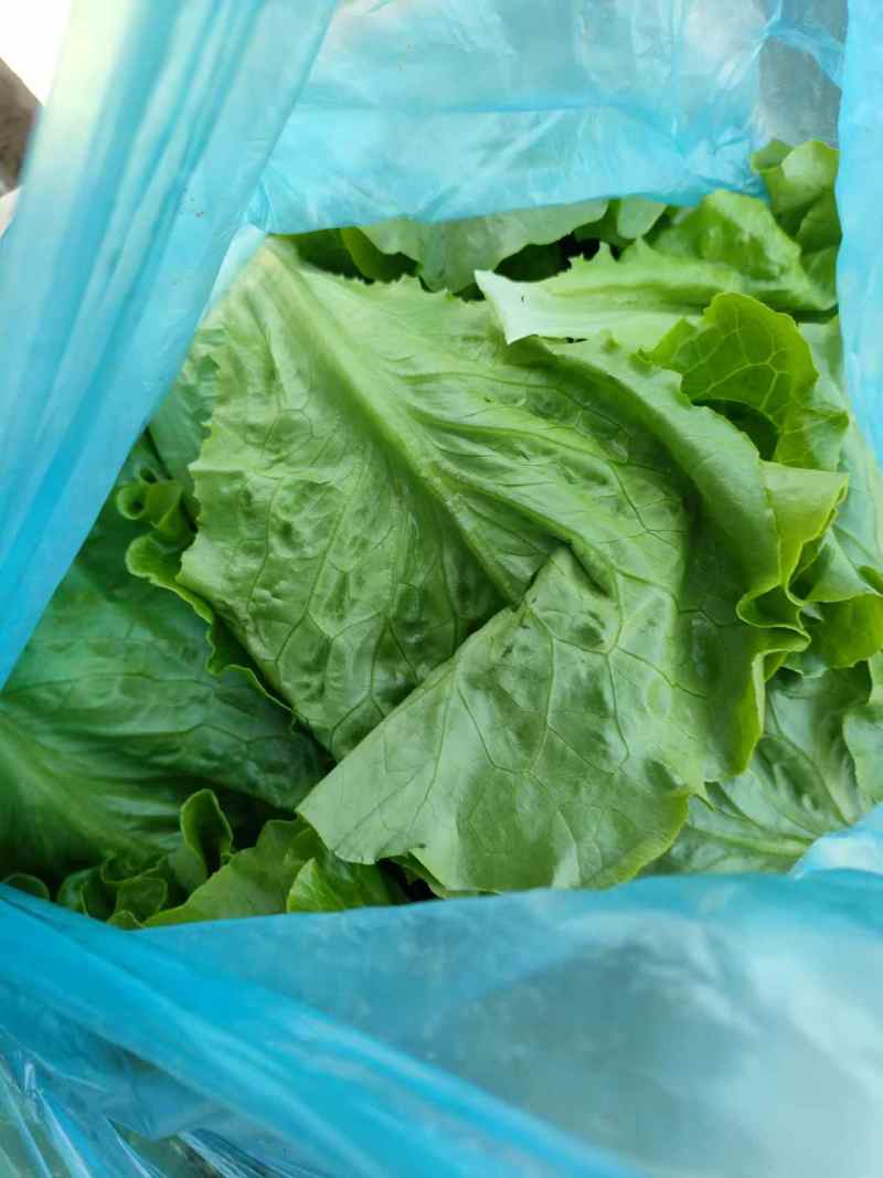 精品生菜一手货源产地直发量大质优可视频看货欢迎咨询