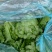 精品生菜一手货源产地直发量大质优可视频看货欢迎咨询