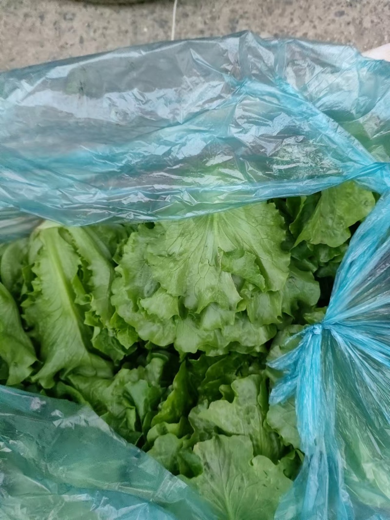 精品生菜一手货源产地直发量大质优可视频看货欢迎咨询