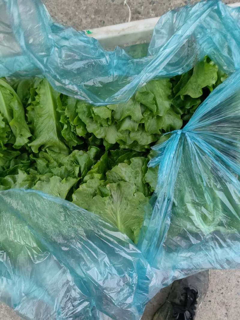 精品生菜一手货源产地直发量大质优可视频看货欢迎咨询