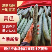 【广东黄瓜】青瓜密刺黄瓜大量供应对接全国市场电商