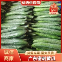 广东密刺黄瓜青瓜黄瓜货源充足提供一条龙服务