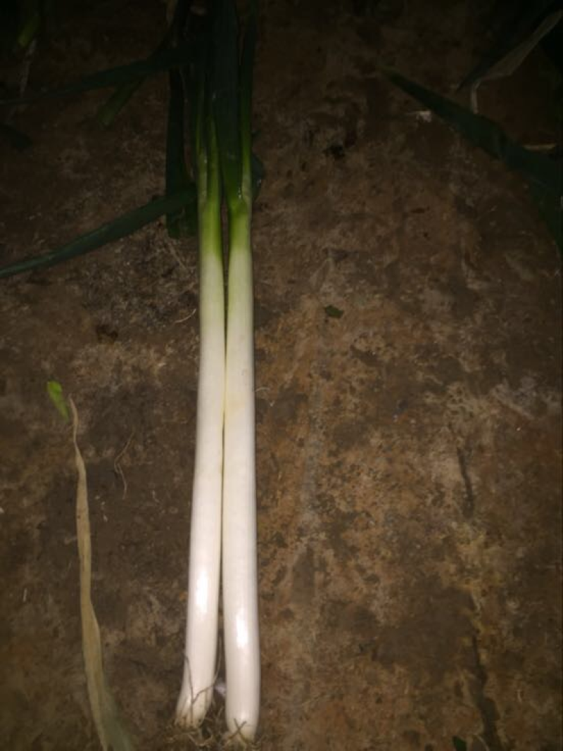 河北精品铁杆大葱大葱大量现货全国发货保质保量