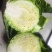 精品圆包菜甘蓝高山圆包菜农家自种品质好不烧心