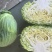 精品圆包菜甘蓝高山圆包菜农家自种品质好不烧心