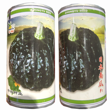 日本南瓜种子黑皮南瓜疙瘩杏黄色肉厚干面甜基地品