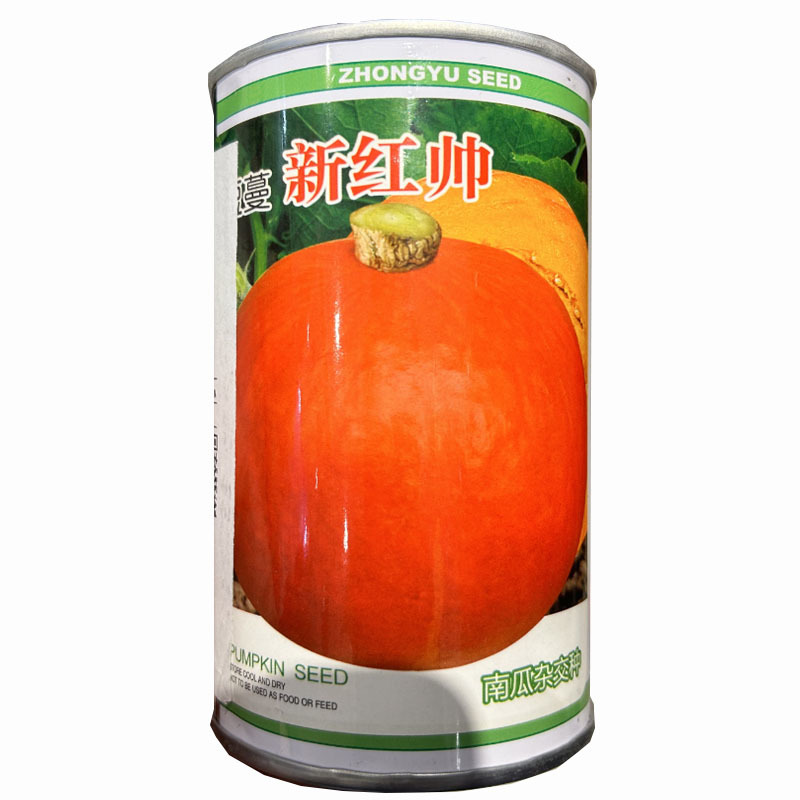板栗南瓜种子短蔓新红帅印度杂交南瓜肉厚甜面