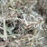 【花生秧】山东花生秧货量大无杂无膜按需求轧段无霉变圆包方