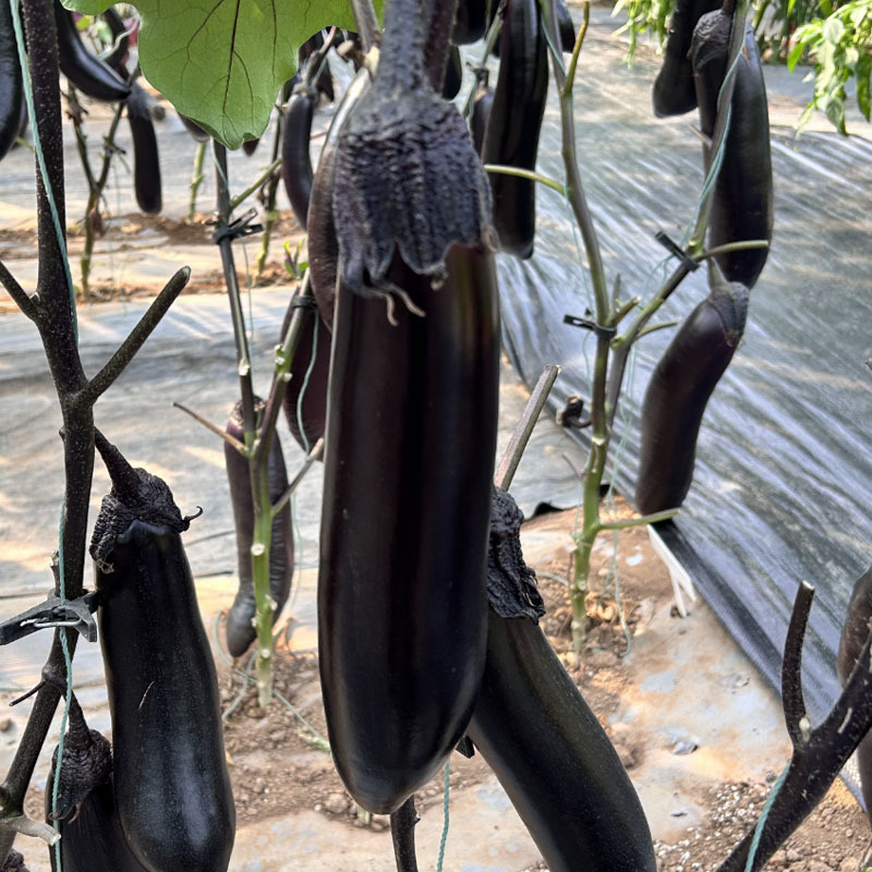 松田墨丽烧烤茄种子黑茄子蔬菜基地高产用中早熟抗病