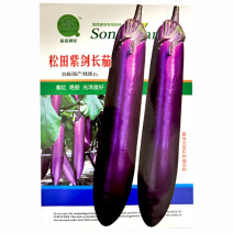 广东红茄种子松田紫剑长茄紫红抗病基地大面积种植