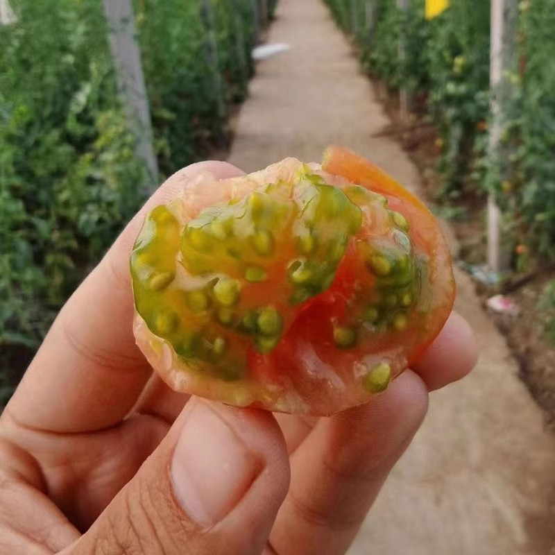 草莓番茄种子铁皮柿子水果番茄种子带绿肩脆甜无渣
