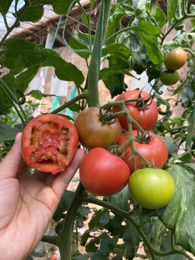 草莓番茄种子铁皮柿子水果番茄种子带绿肩脆甜无渣