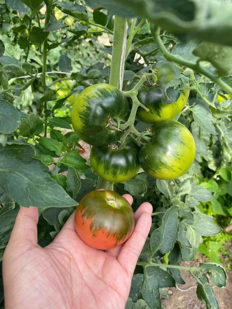 草莓番茄种子铁皮柿子水果番茄种子带绿肩脆甜无渣