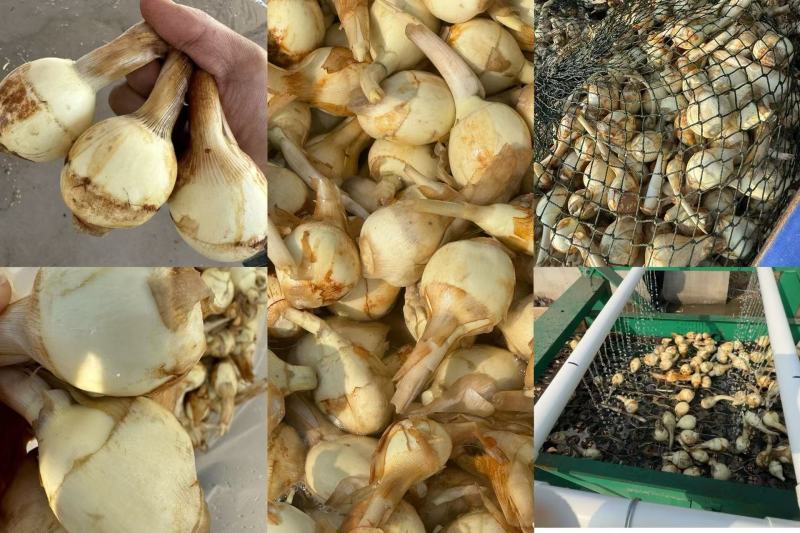 慈菇颜色白亮，圆润，供应量大，全国发货
