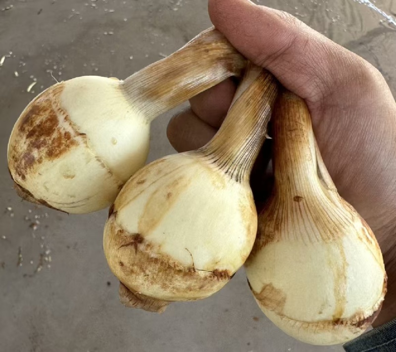 慈菇颜色白亮，圆润，供应量大，全国发货