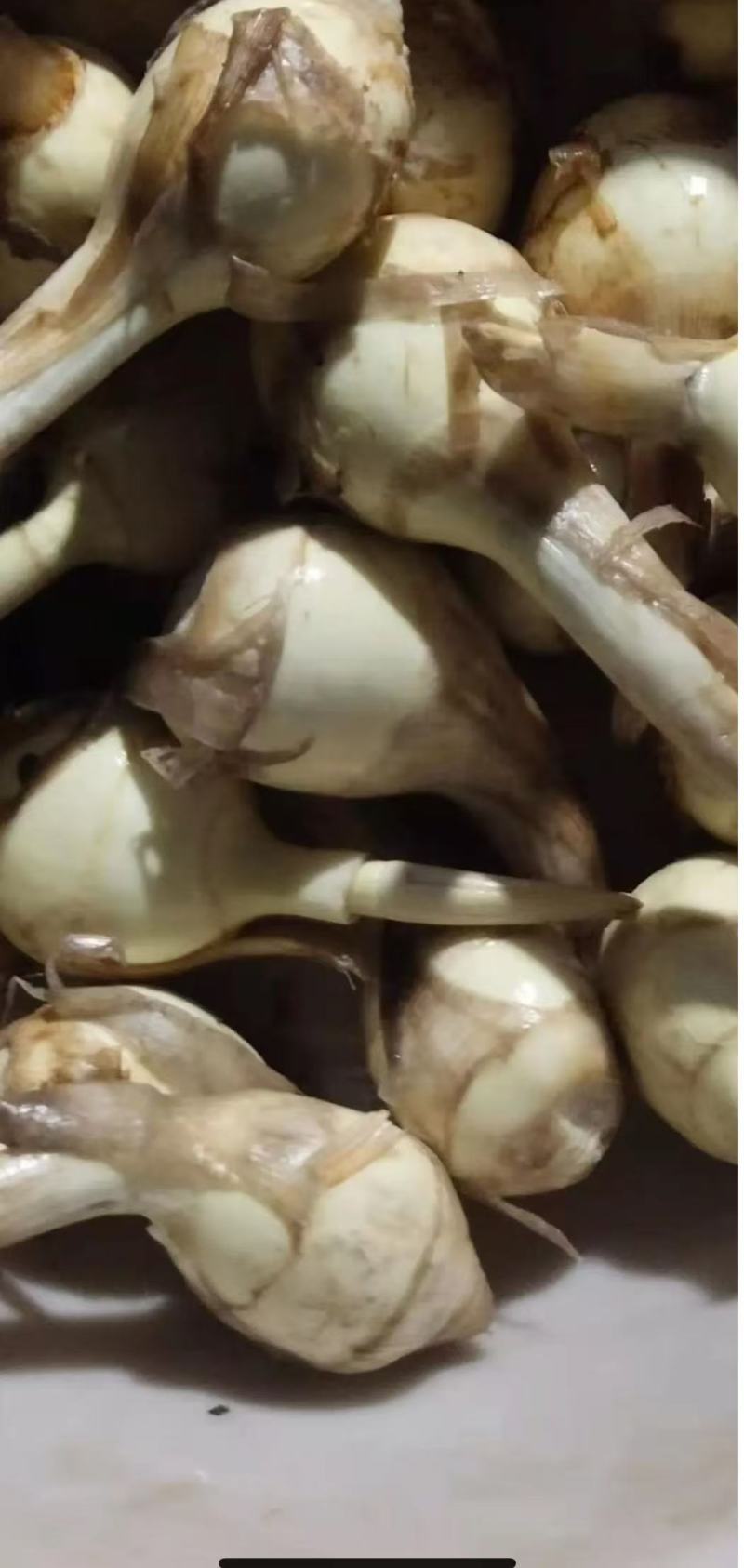 慈菇颜色白亮，圆润规格齐全一手货源全国发货保质保量