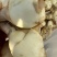 慈菇颜色白亮，圆润规格齐全一手货源全国发货保质保量