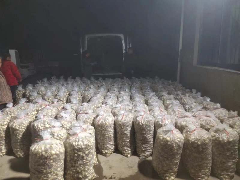 慈菇颜色白亮，圆润规格齐全一手货源全国发货保质保量