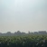 慈菇可供应电商市场商超保证正品质优价廉