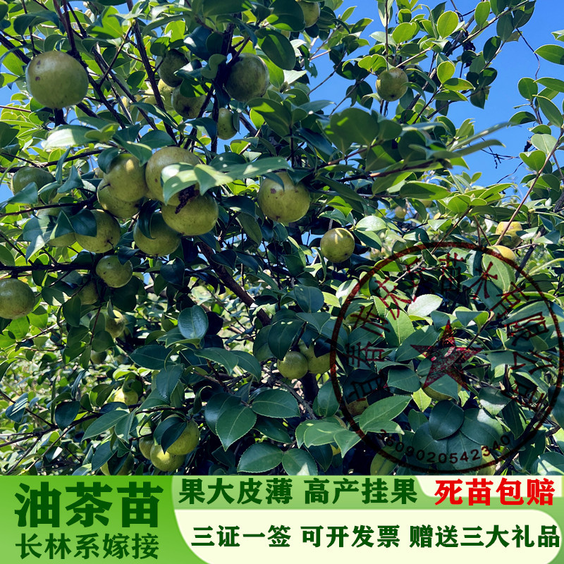 【油茶苗批发】正宗长林系高产嫁接油茶苗假一赔十量大从优
