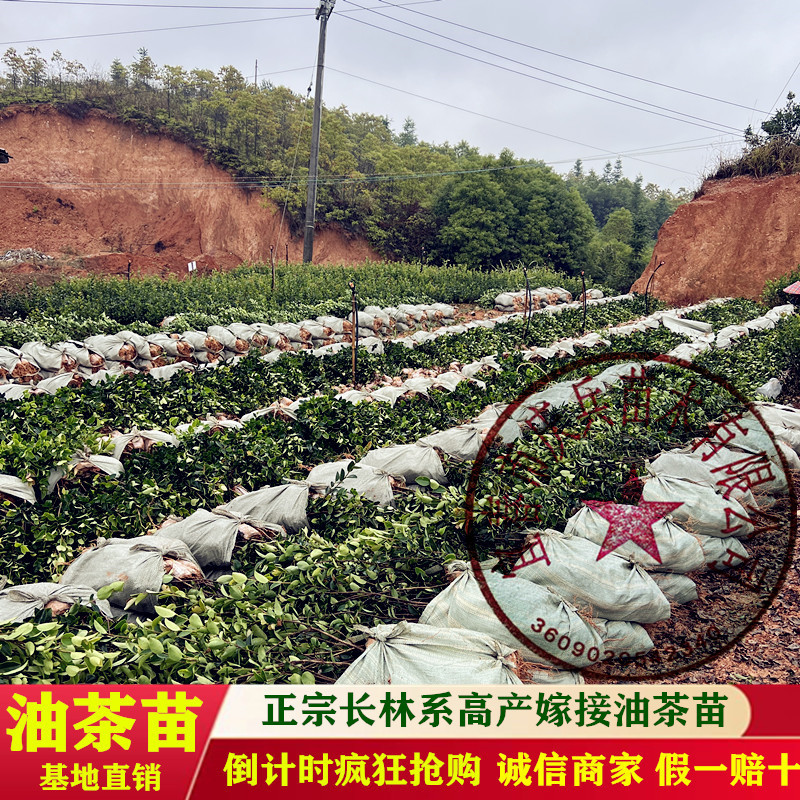 【油茶苗批发】正宗长林系高产嫁接油茶苗假一赔十量大从优
