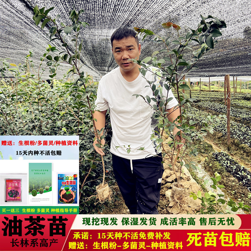 油茶苗批发零售一体化量大从优支持三证一签高产嫁接油茶苗