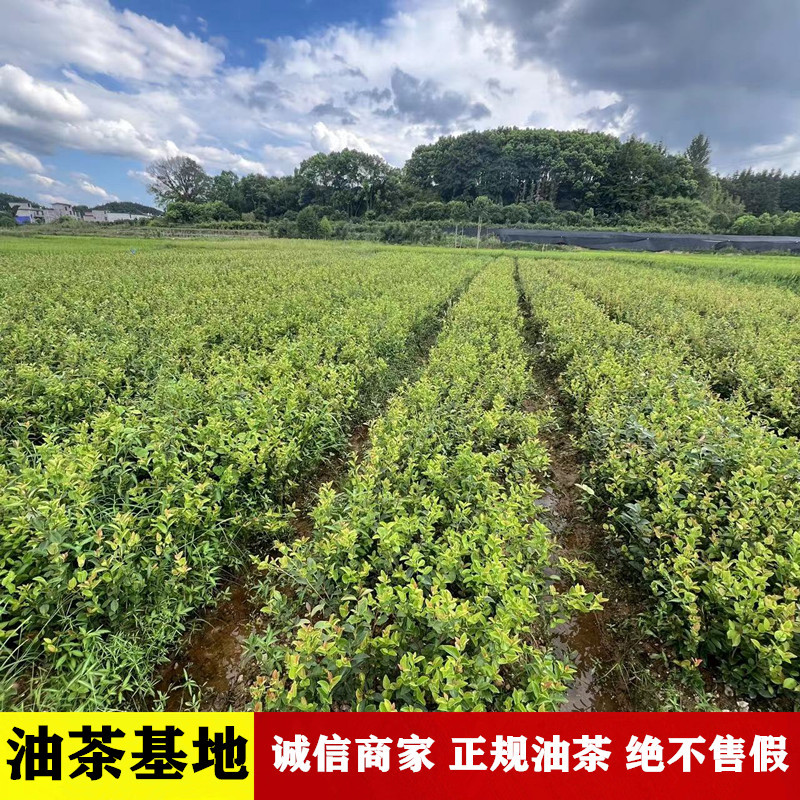 油茶苗批发零售一体化量大从优支持三证一签高产嫁接油茶苗