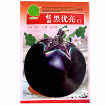 黑优亮圆茄种子黑色圆形茄种籽紫黑色果型大产量高茄大棚露地