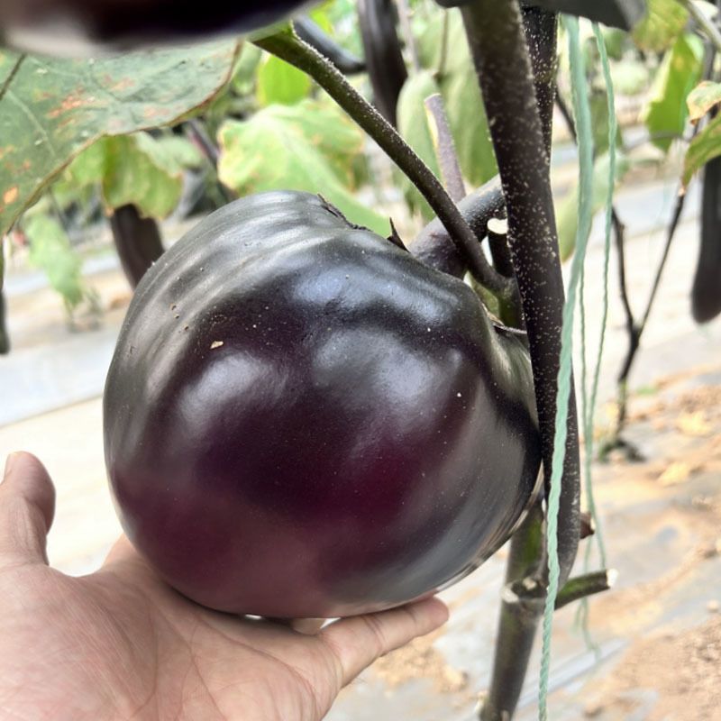 黑优亮圆茄种子黑色圆形茄种籽紫黑色果型大产量高茄大棚露地
