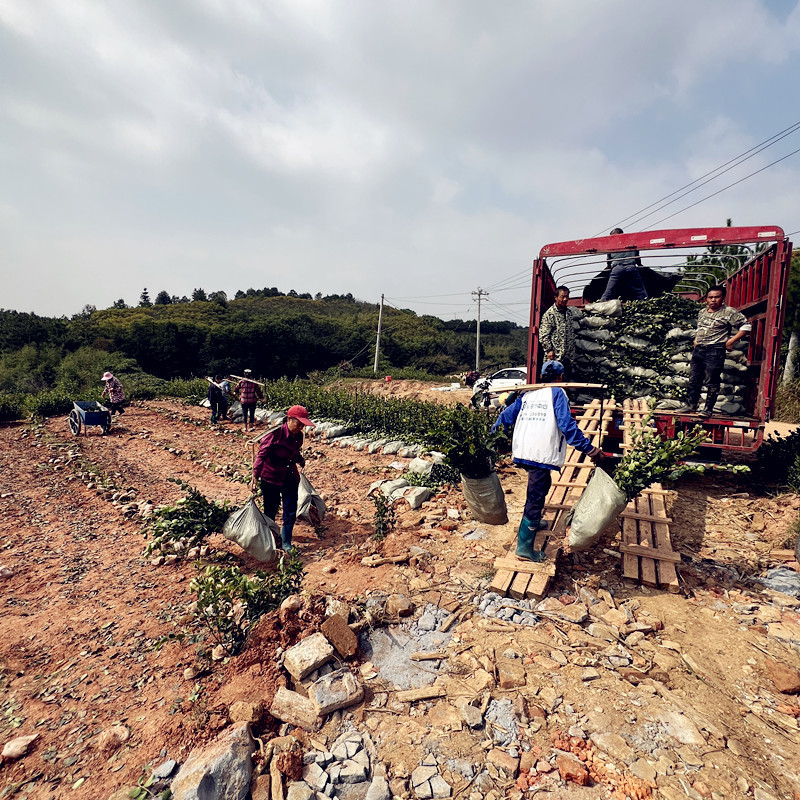 油茶苗批发零售一体化量大从优支持三证一签高产嫁接油茶苗