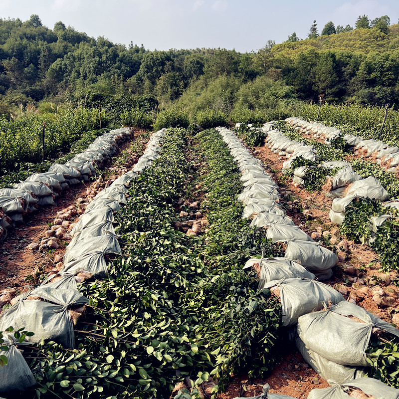 油茶苗批发零售一体化量大从优支持三证一签高产嫁接油茶苗