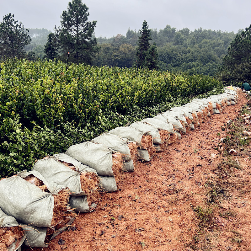 油茶苗批发零售一体化量大从优支持三证一签高产嫁接油茶苗