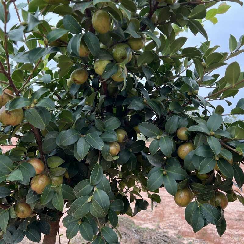 油茶苗批发零售一体化量大从优支持三证一签高产嫁接油茶苗