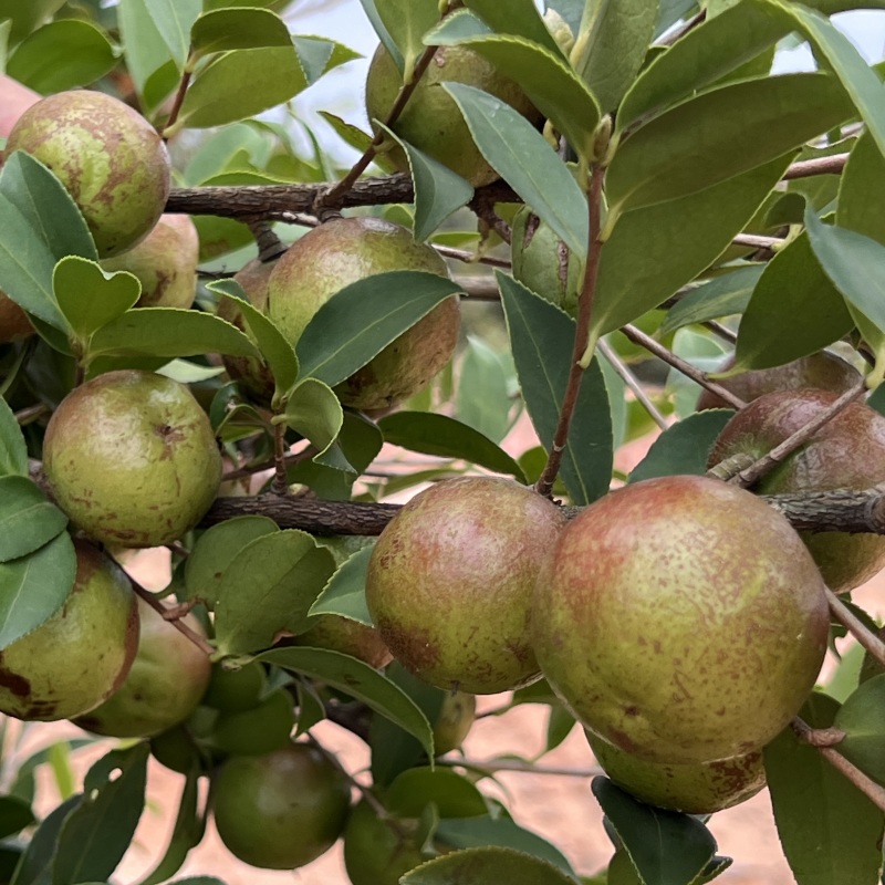 油茶苗批发零售一体化量大从优支持三证一签高产嫁接油茶苗