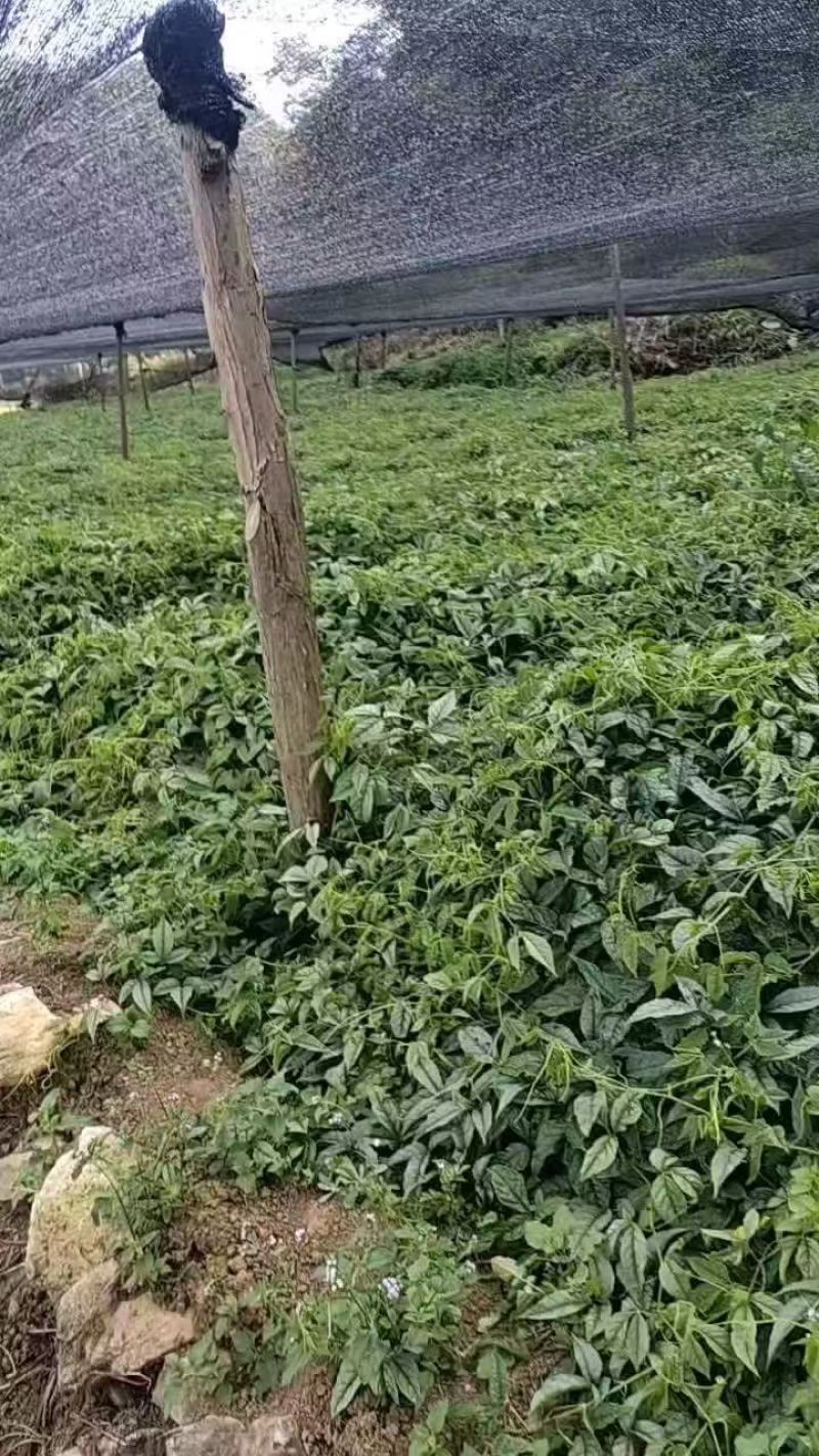 新鲜三叶青上市产地直供价格优惠品质保证欢迎来电