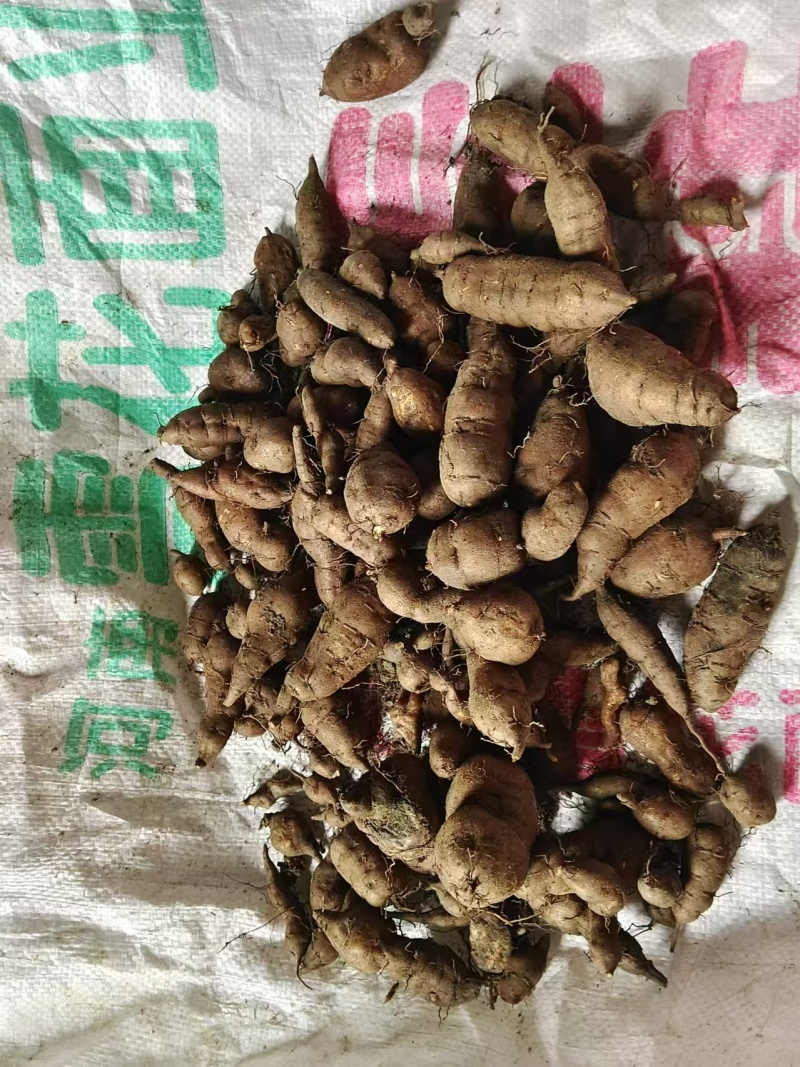 新鲜三叶青上市产地直供价格优惠品质保证欢迎来电