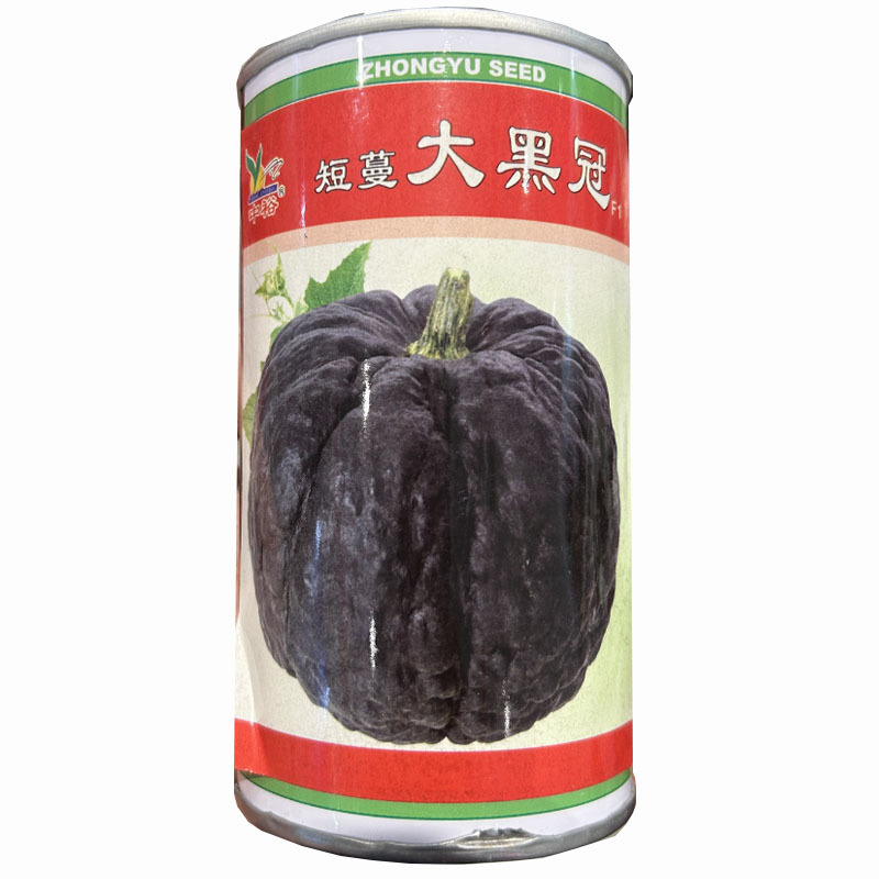 短蔓大黑冠南瓜种子甜面南瓜早熟肉厚桔黄色基地品种