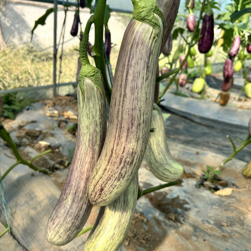 美洋竹丝茄种子糯米茄花茄子面包花烧烤茄子种子