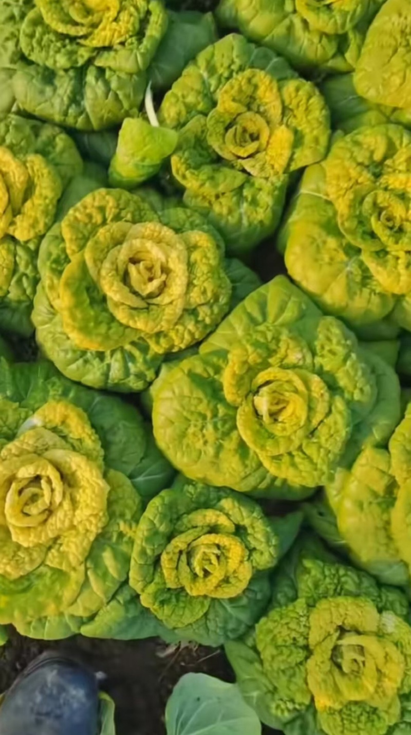 精品黄心乌塌菜大量上市大棚黄心菜价格实惠一手货源