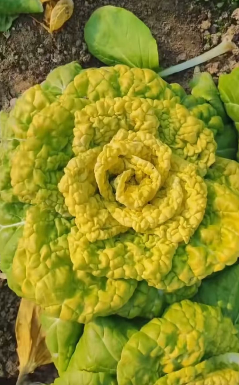 精品黄心乌塌菜大量上市大棚黄心菜价格实惠一手货源