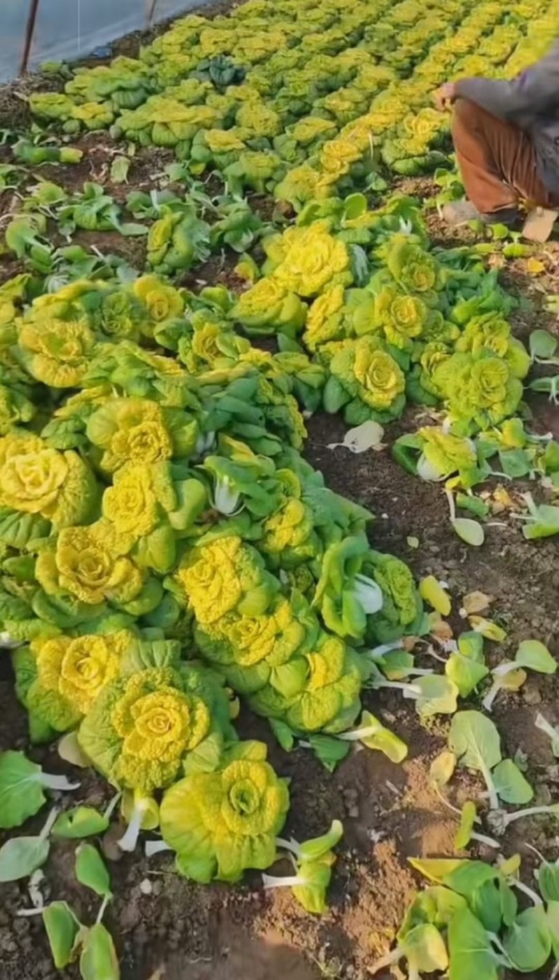 精品黄心乌塌菜大量上市大棚黄心菜价格实惠一手货源