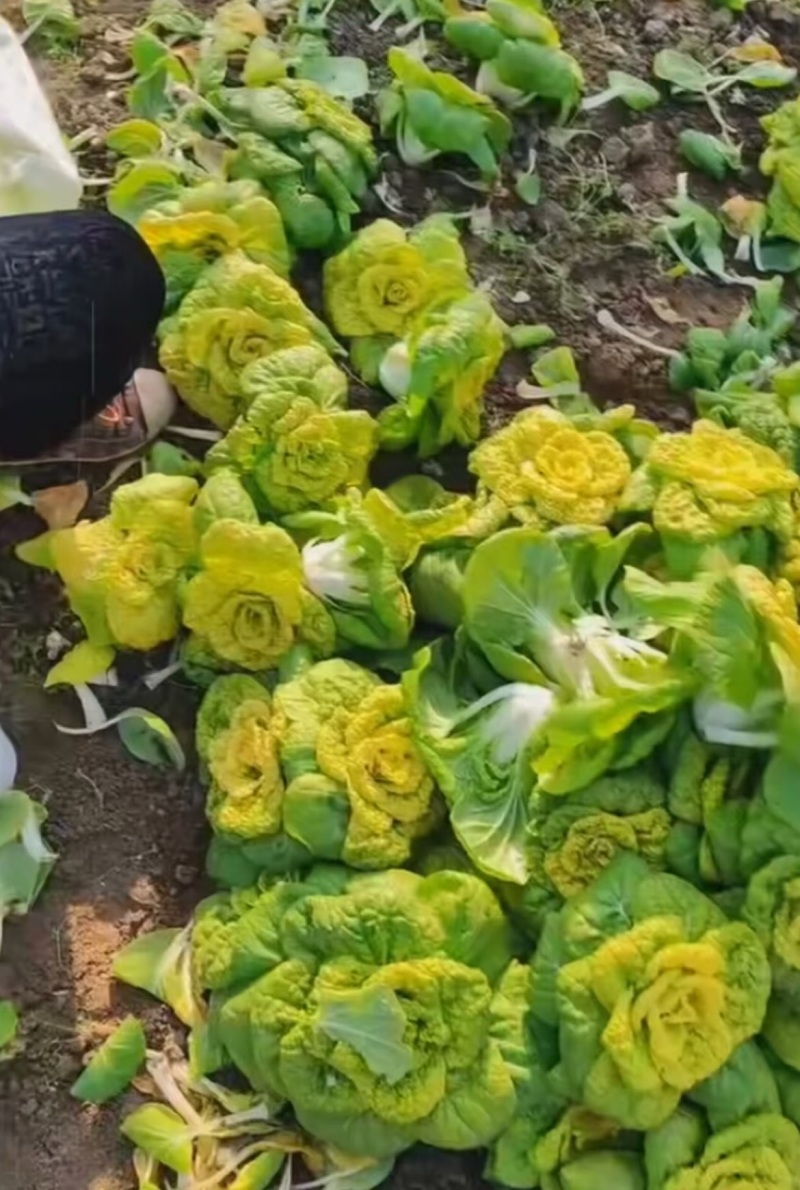 精品黄心乌塌菜大量上市大棚黄心菜价格实惠一手货源