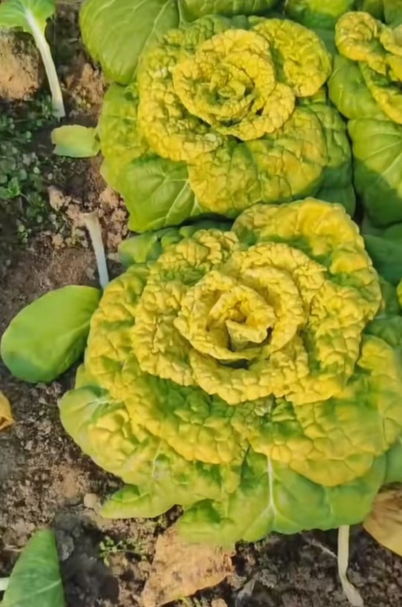 精品黄心乌塌菜大量上市大棚黄心菜价格实惠一手货源