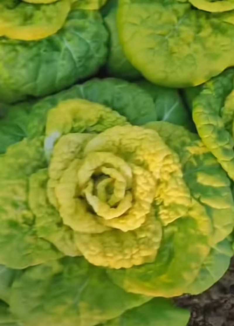 精品黄心乌塌菜大量上市大棚黄心菜价格实惠一手货源
