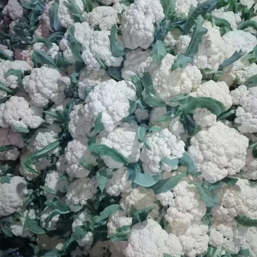 山东聊城东昌府区有机花菜大量现货一说货源产地直发