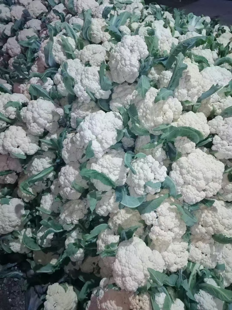 山东聊城东昌府区有机花菜大量现货一说货源产地直发